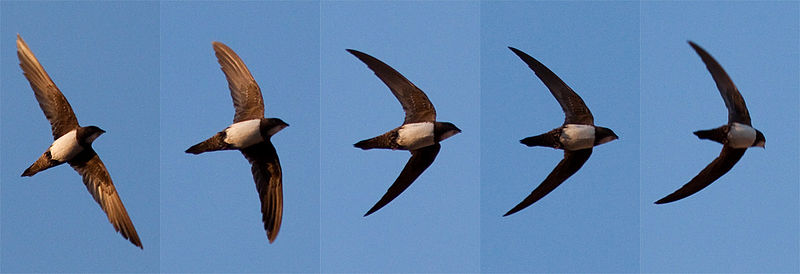 Illustration for article titled This Bird Spends Over Six Straight Months in the Air